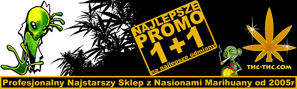 nasiona konopi na stronie thc-thc
