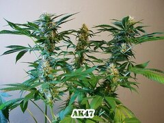 ak47