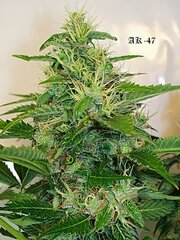 ak47 zoom