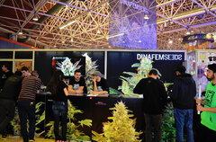 spannabis 2015 Barcelona Dinafem