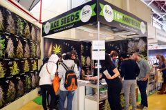 spannabis 2015 Barcelona Ace seeds