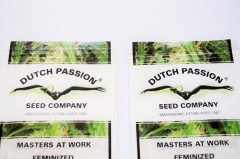 dutch passion zgrzewy