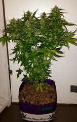 Auto Viking AK47 #1