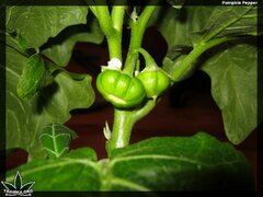 pumpkin pepper 135 (3)