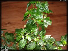 bhut jolokia 161 (2)