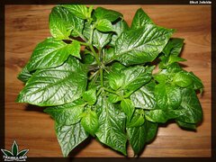 bhut jolokia 112 (1)