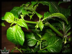 bhut jolokia 123 (3)