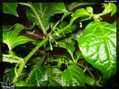 bhut jolokia 123 (2)