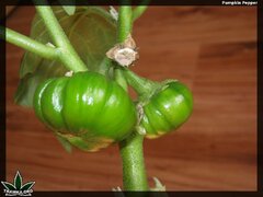 pumpkin pepper 161 (2)