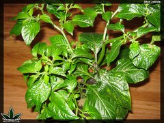 bhut jolokia 135 (2)