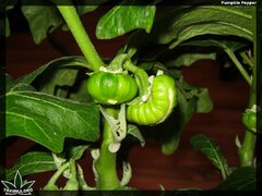 pumpkin pepper 135 (2)