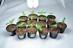 Grow Journal Zamnesia - Northern Lights - Classic Skunk -Sadzonki W dniu przesadzania Do docelowych