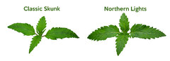 Grow Journal Zamnesia - Northern Lights - Classic Skunk - Sadzonka NL CS zamnesia