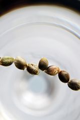 Grow Journal Zamnesia - Northern Lights - kiełkowanie 9 nasiona marihuany Kod dna