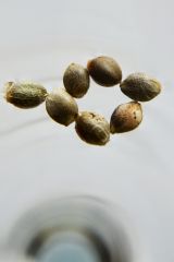 Grow Journal Zamnesia - Classic Skunk kiełkowanie 8 nasiona marihuany