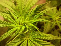 Jack Herer auto