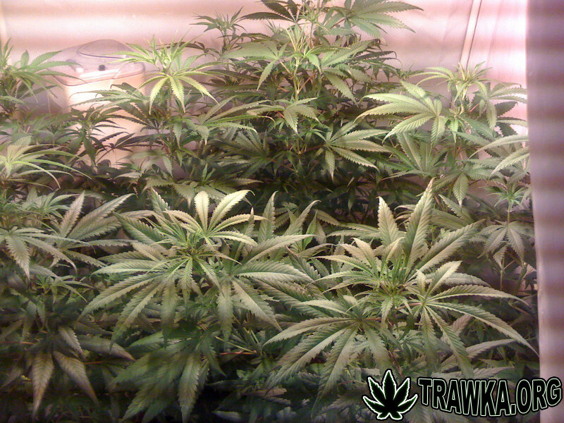 White Widow