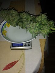 harvest 3