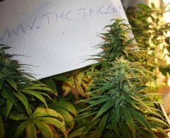 thc5