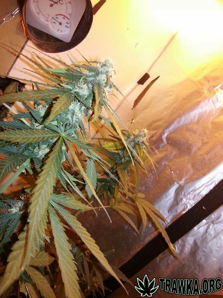 3x indoor Ak 47