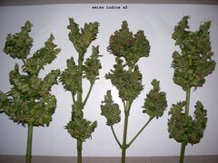 swiss indica 3