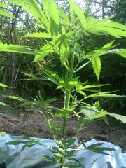 IMAG0130