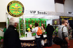 Vip Seeds Maya Cannafest 2015 Praga