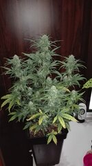 Jack Herer 49 dzien