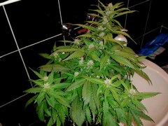 AutoPurplexNL35.5