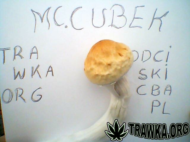 mc cubek