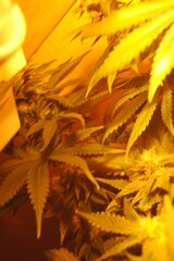 white russian hps 400w ok 80dzieńDSC 0186