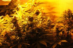 white russian hps 400w ok 80dzieńDSC 0181