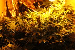 white russian hps 400w ok 80dzieńDSC 0185