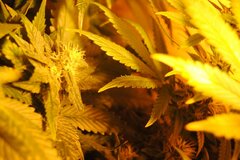 white russian hps 400w ok 80dzieńDSC 0187