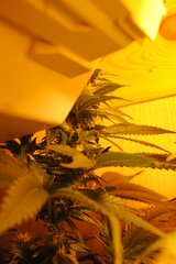 white russian hps 400w ok 80dzieńDSC 0183