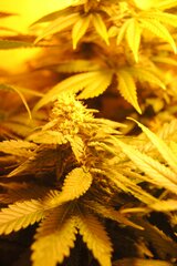 white russian hps 400w ok 80dzieńDSC 0182