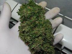 28 Wrzesień Easy Sativa (9) (Medium)