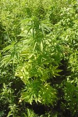 07 Lipiec Easy Sativa2 (Small)