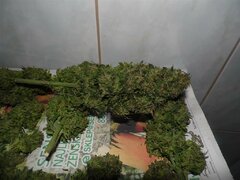 28 Wrzesień Easy Sativa (6) (Medium)