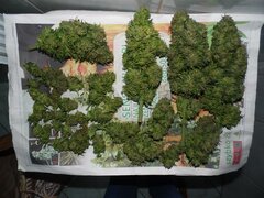 28 Wrzesień Easy Sativa (17) (Medium)