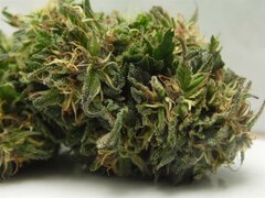 28 Wrzesień Easy Sativa (14) (Medium)