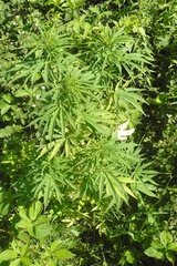 07 Lipiec Easy Sativa (2) (Small)