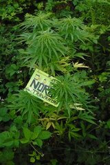 15 Lipiec Easy Sativa (Small)