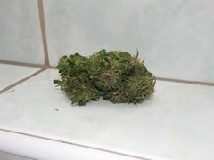 28 Wrzesień Easy Sativa (10) (Medium)