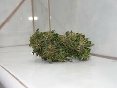 28 Wrzesień Easy Sativa (11) (Medium)