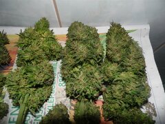 28 Wrzesień Easy Sativa (16) (Medium)