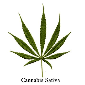 cannabis sativa leaf