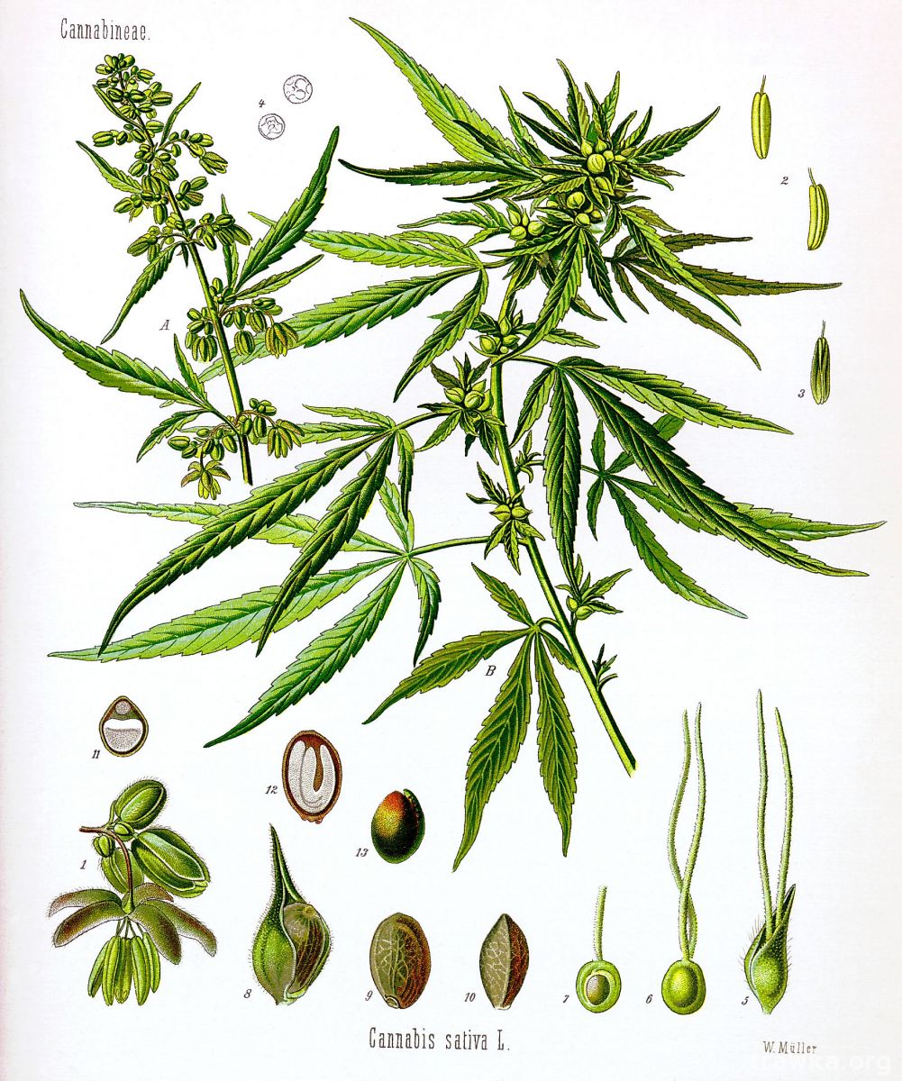 Cannabis sativa Koehler drawing