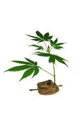 ekologia hemp