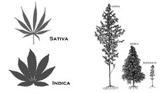 indica Vs sativa 02 06 191